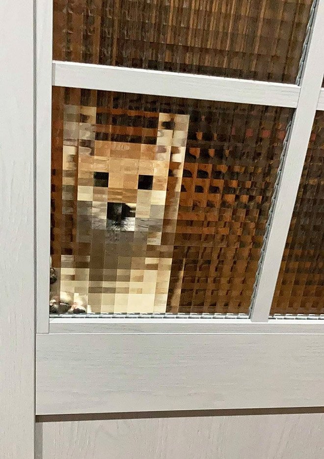 A dog looks through a similar window, sampling it into visible pixel blocks